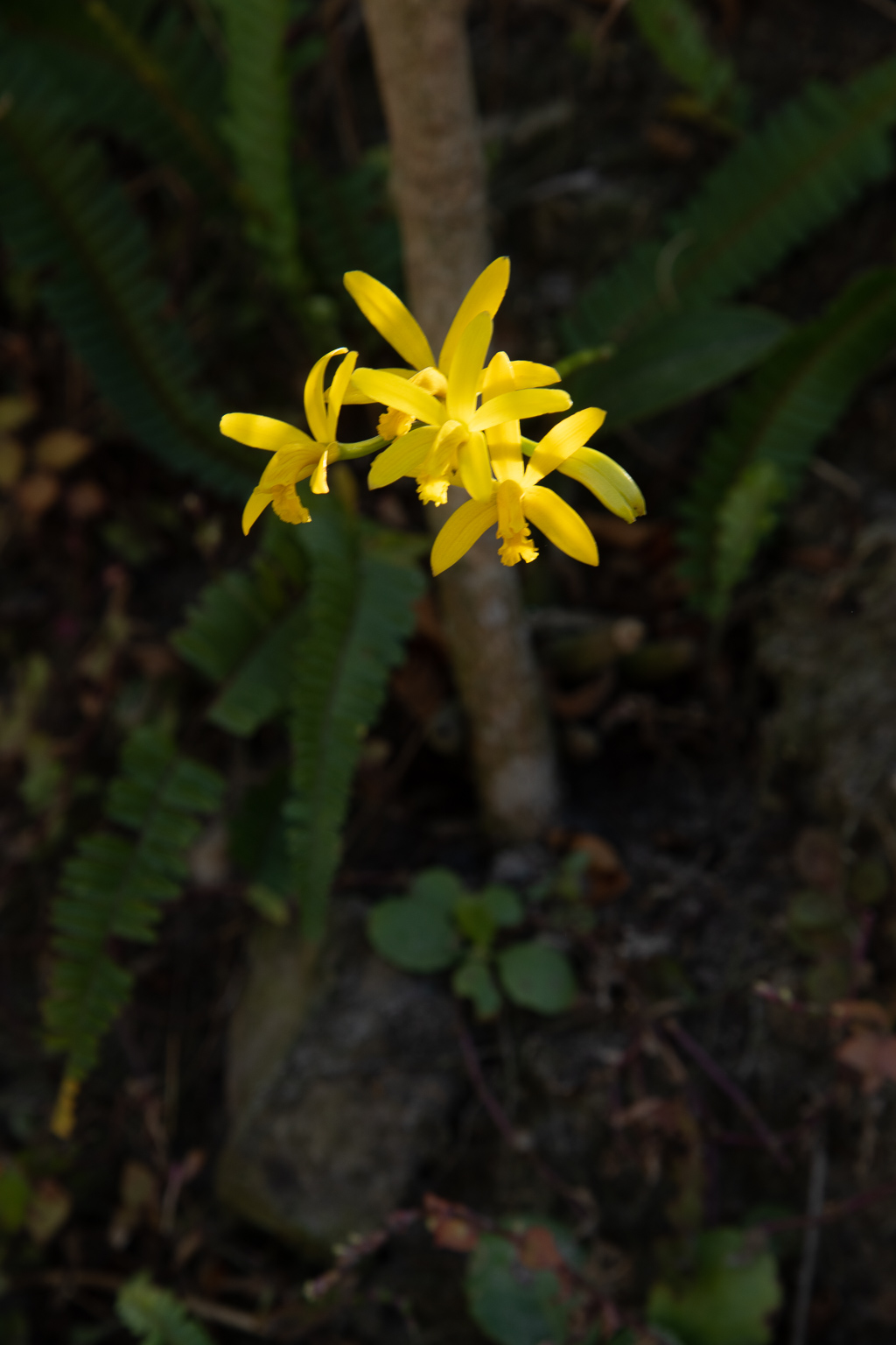 Orquídea