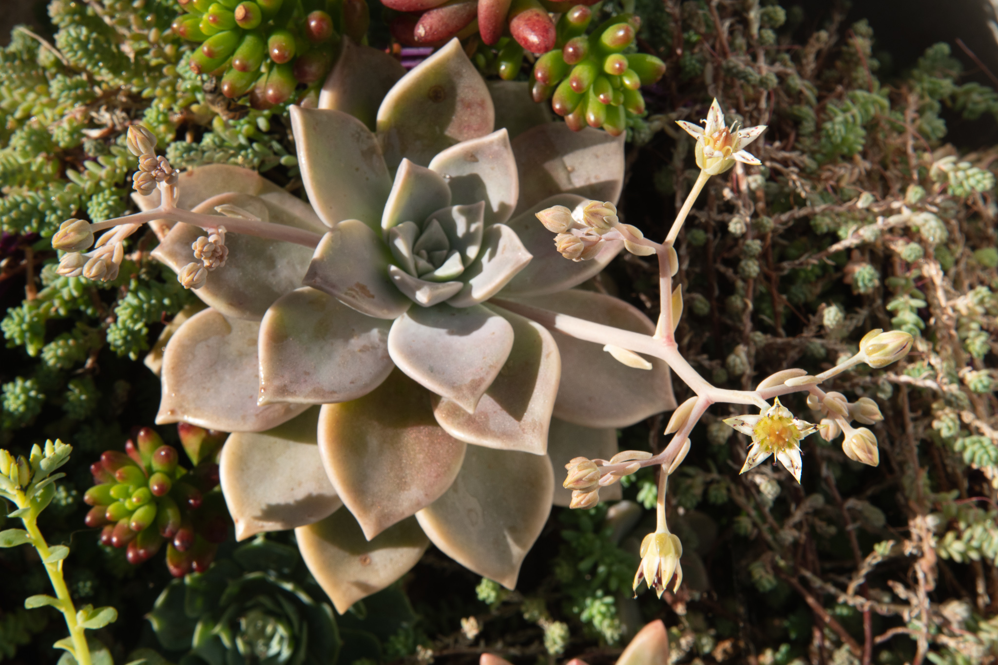 Suculenta