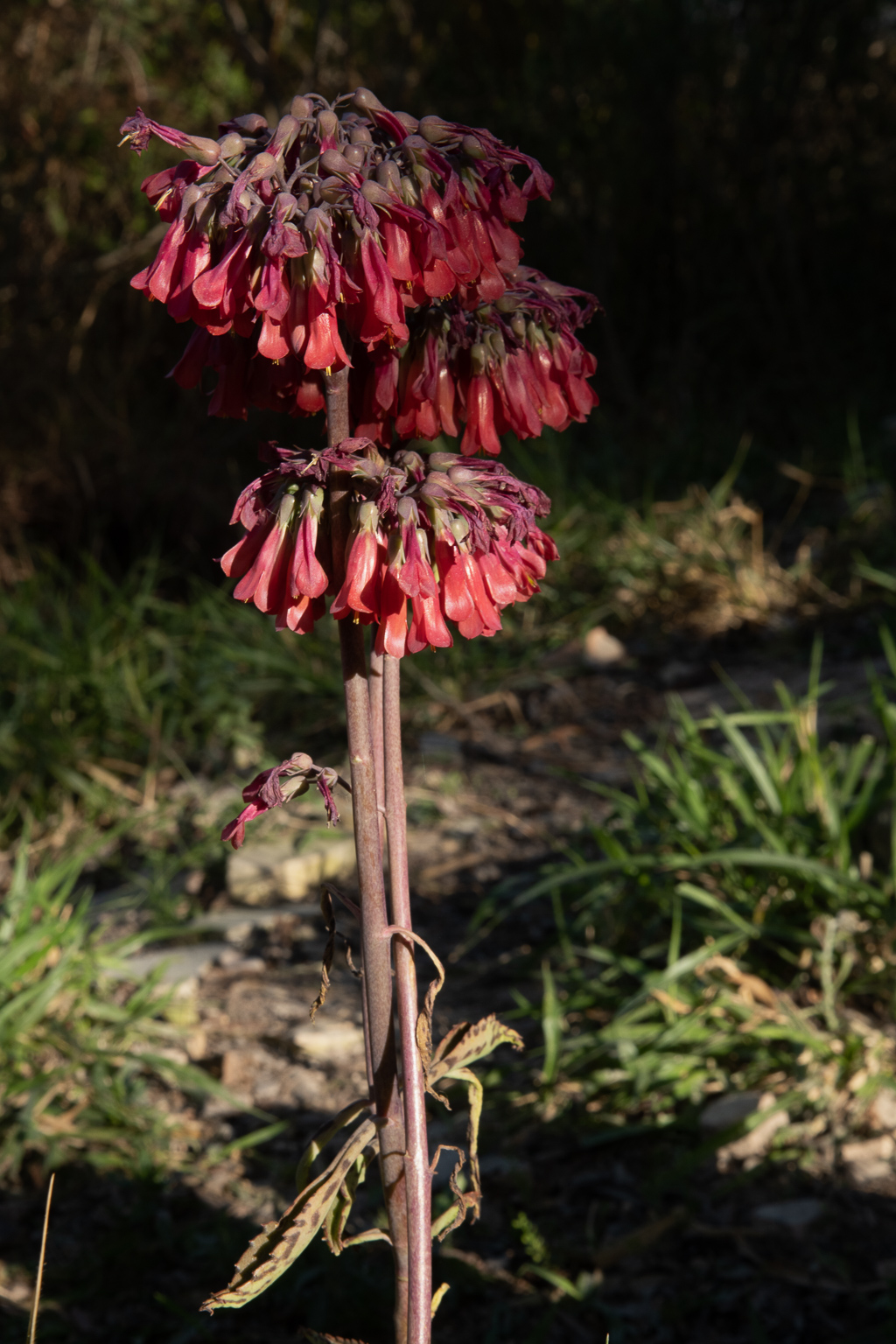Kalanchoe pinata